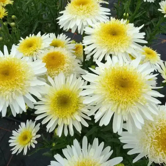 Leucanthemum Realflor® 'Real Glory' - © PlantHaven®