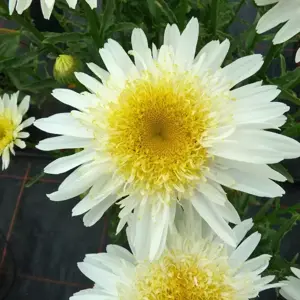 Leucanthemum Realflor® 'Real Glory' - © PlantHaven®