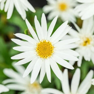 Photo(s) courtesy of TERRA NOVA® Nurseries, Inc.