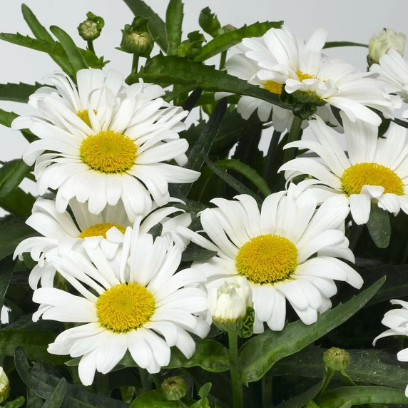 Leucanthemum × superbum 'Western Star Leo'