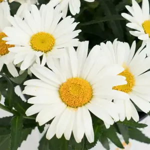 Leucanthemum Sweet Daisy 'Christine' 2L - image 1