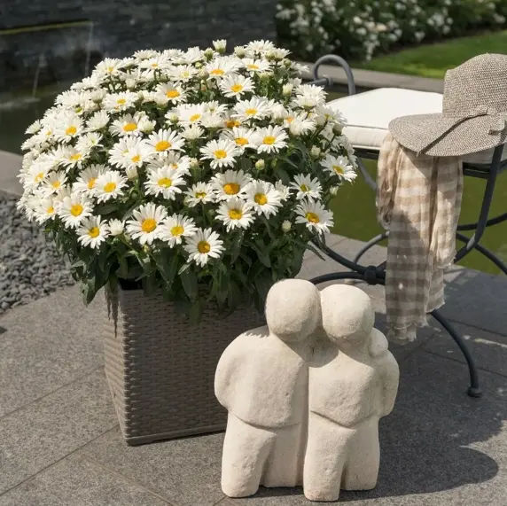 Leucanthemum Sweet Daisy 'Christine' 2L - image 2