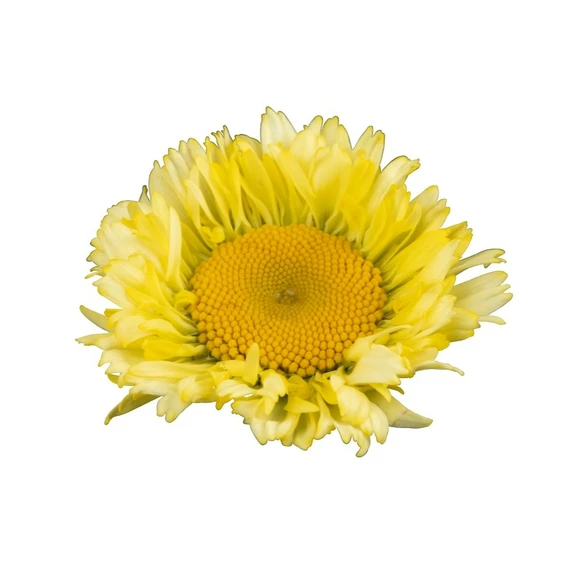 Leucanthemum Sweet Daisy 'Izabel' - image 2