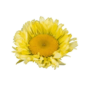 Leucanthemum Sweet Daisy 'Izabel' - image 2