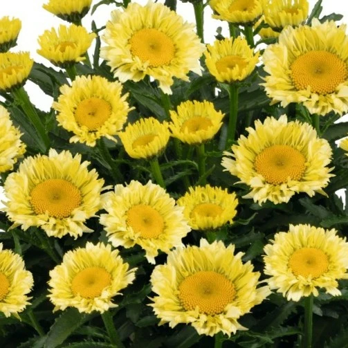 Leucanthemum Sweet Daisy 'Izabel' - image 1