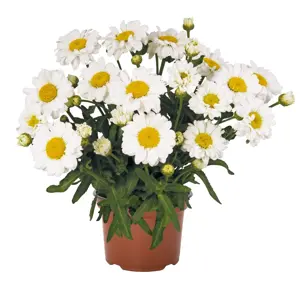 Leucanthemum Sweet Daisy 'Jane' 5L - image 2