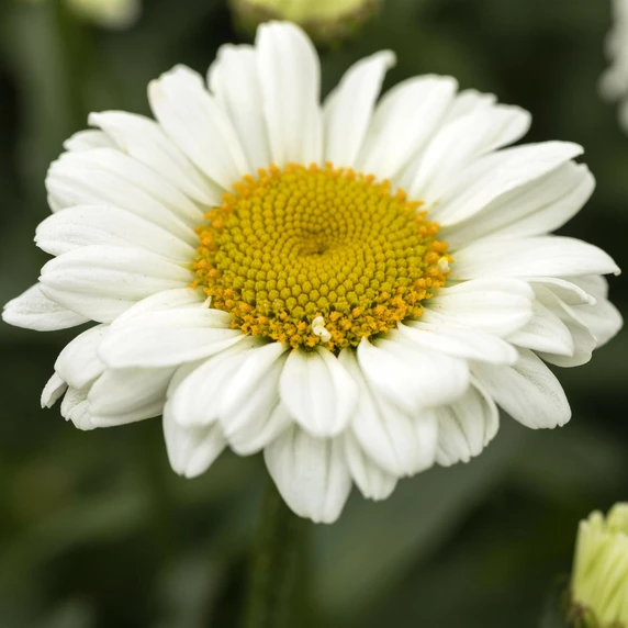 Leucanthemum Sweet Daisy 'Jane' 5L - image 1