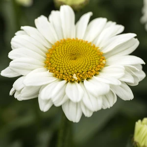 Leucanthemum Sweet Daisy 'Jane' 5L - image 1
