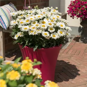 Leucanthemum Sweet Daisy 'Jane' 5L - image 3