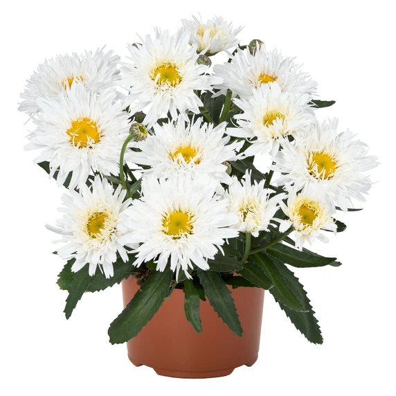 Leucanthemum Sweet Daisy 'Rebecca' - image 2