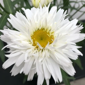 Leucanthemum Sweet Daisy 'Rebecca' - image 1