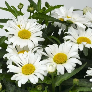 Leucanthemum x superbum 'Western Star Leo'