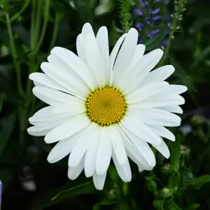 Leucanthemum maximum 'Western Star Taurus' 1L