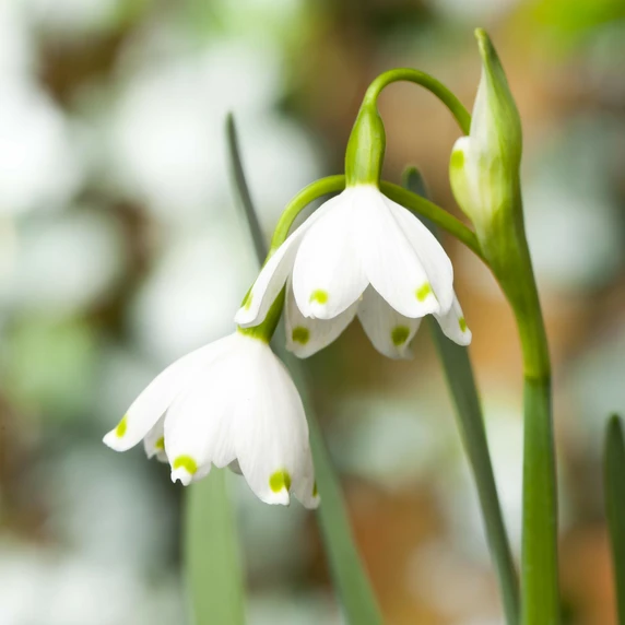 Leucojum aestivum - image 1