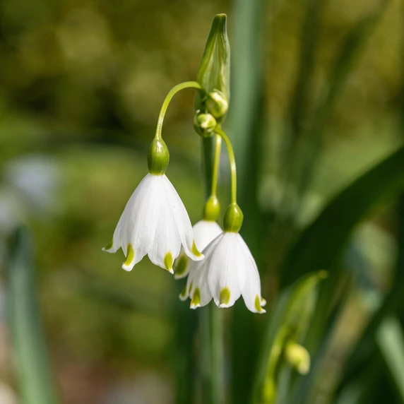 Leucojum aestivum - image 2