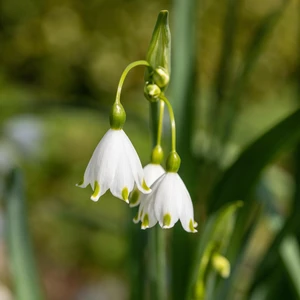Leucojum aestivum - image 2