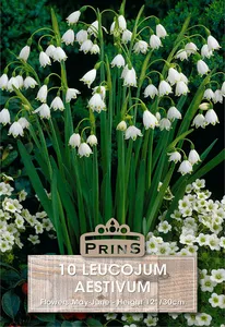 Leucojum aestivum