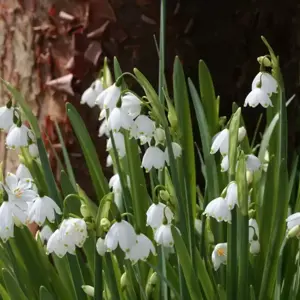 Leucojum aestivum 'Gravetye Giant'