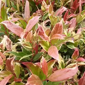 Leucothoe fontanesiana 'Color Diamond' 5L - image 1