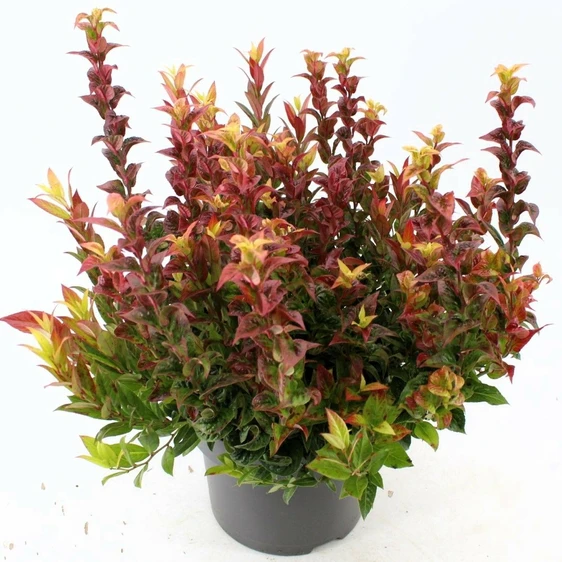 Leucothoe axillaris 'Curly Crazy' - image 2