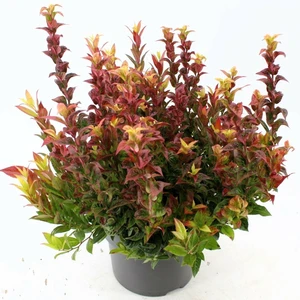 Leucothoe axillaris 'Curly Crazy' - image 2