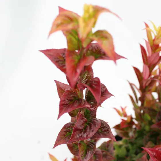 Leucothoe axillaris 'Curly Crazy' - image 1