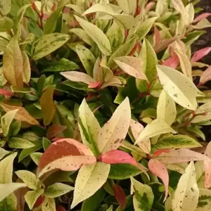 Leucothoe walteri 'Hokus Pokus' 7.5L - image 2