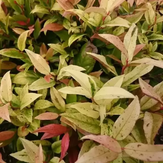 Leucothoe walteri 'Hokus Pokus' 7.5L - image 3