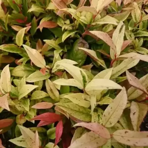 Leucothoe walteri 'Hokus Pokus' 7.5L - image 3