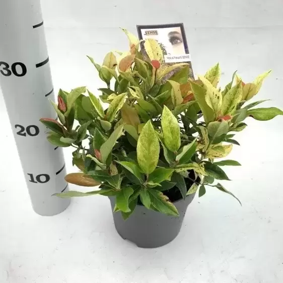 Leucothoe walteri 'Hokus Pokus' 7.5L - image 1