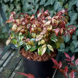 Leucothoe fontanesiana 'Makijaz' ℗ Picture Credit - Plantipp BV®