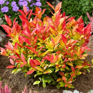 Picture Credit - Plantipp BV