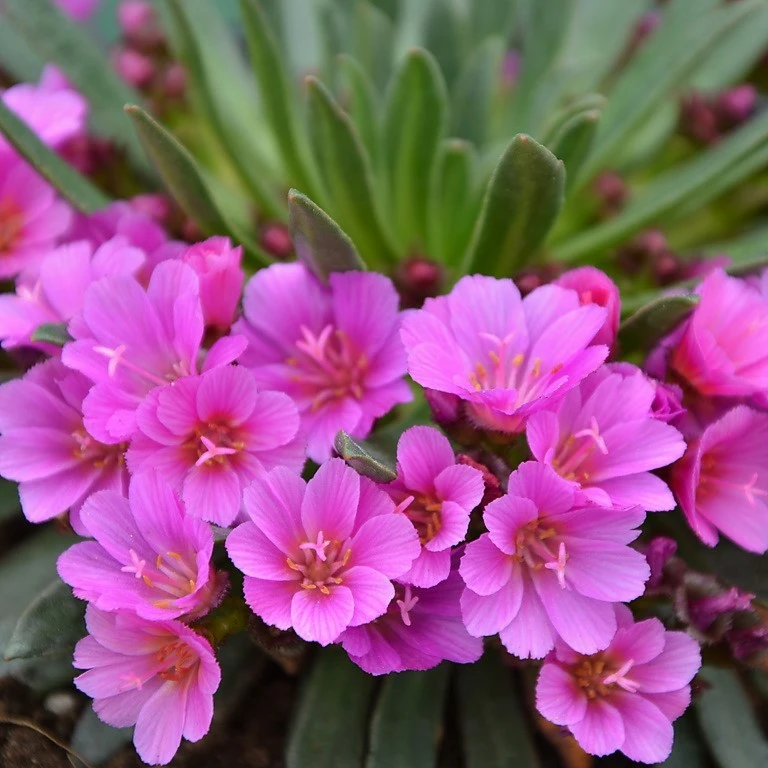 Lewisia cotyledon 'Constant Commet' - Cowell's Garden Centre | Woolsington