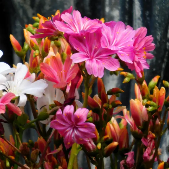 Picture Credit - The Bransford Webbs Plant Company