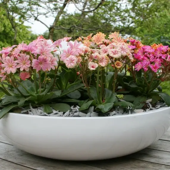 Lewisia cotyledon 'Elise' 9cm - image 2