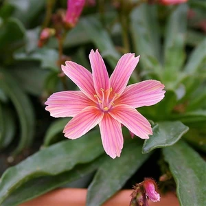 Picture Credit - Kernock Park Plants Ltd.