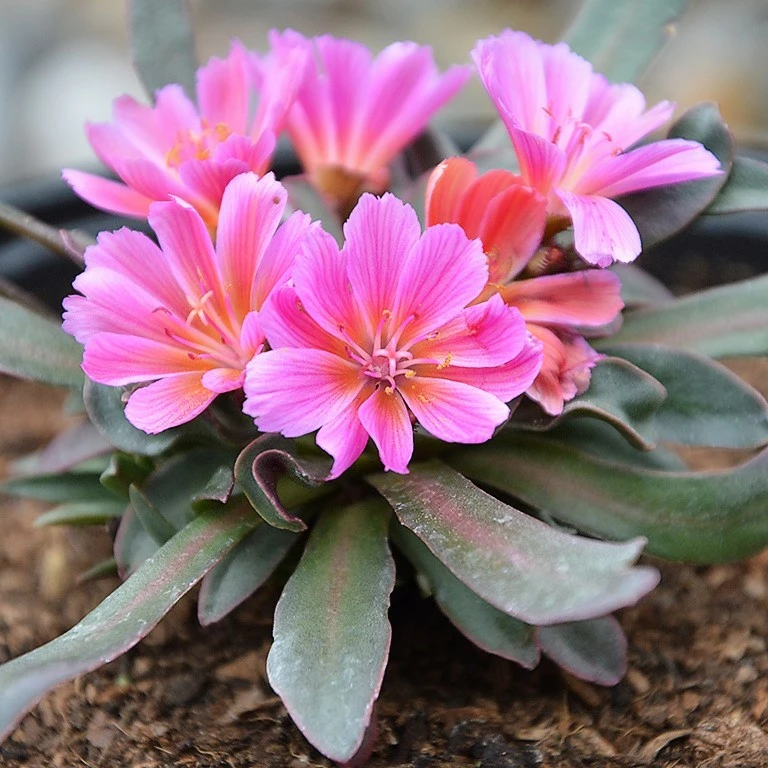 Lewisia 'Little Raspberry' - Cowell's Garden Centre | Woolsington