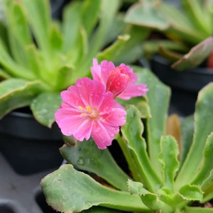 Lewisia cotyledon 'Rainbow'