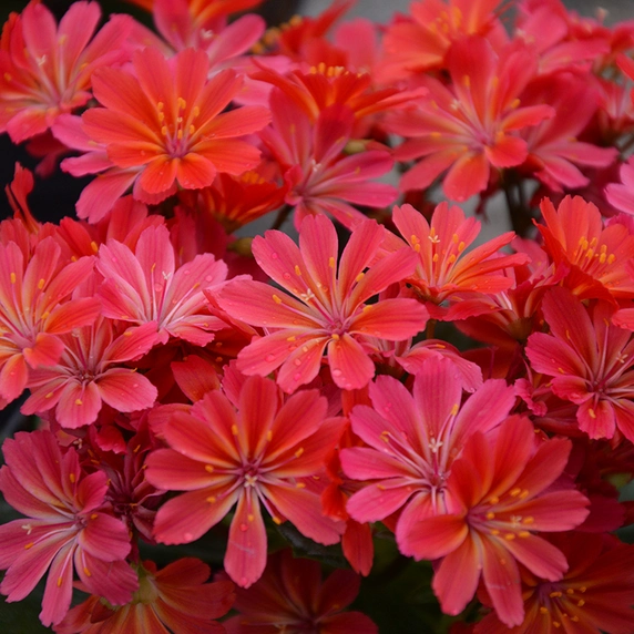 Picture Credit -  Kernock Park Plants Ltd.