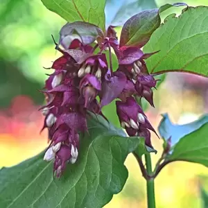 Leycesteria formosa 'Purple Rain'