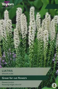 Liatris Alba