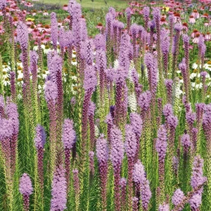 Picture Credit - Walter's Gardens Inc