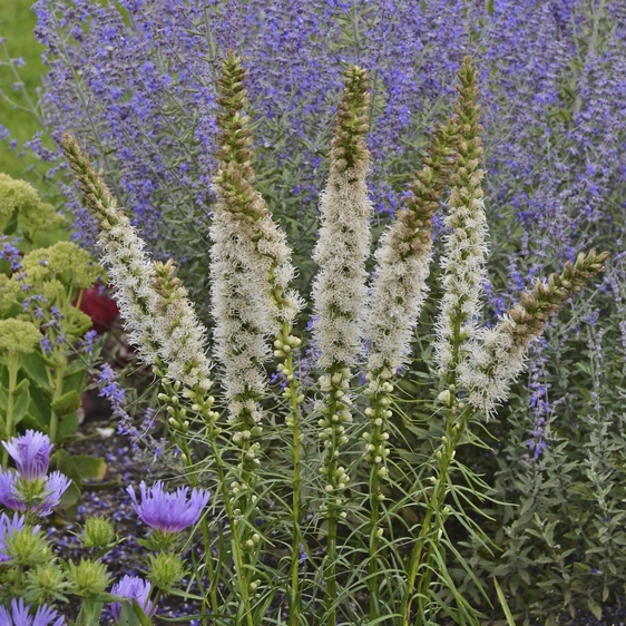 Picture Credit - Walter's Gardens Inc