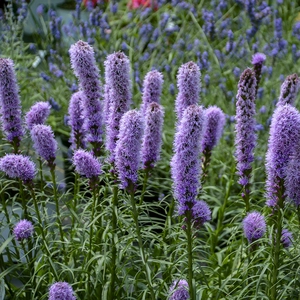 Liatris spicata 'Kobold' 2L