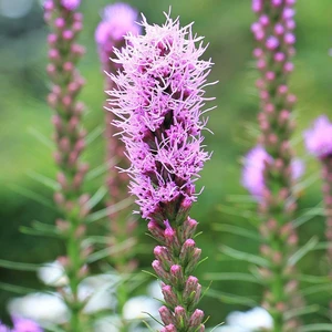 Liatris spicata