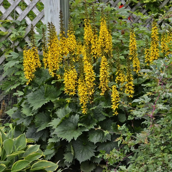 Picture - Proven Winners