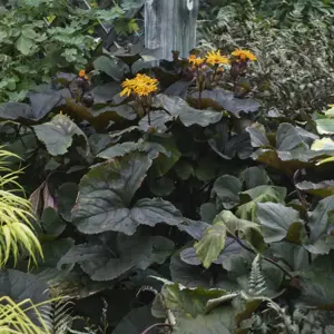 Ligularia dentata 'Britt-Marie-Crawford'