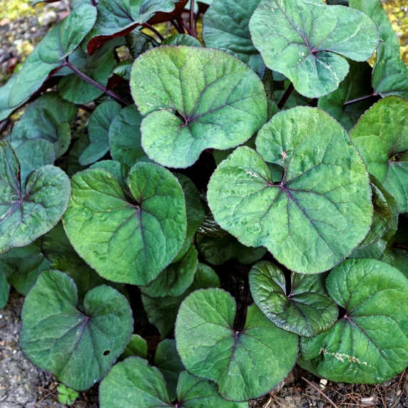 Ligularia dentata 'Desdemona' - image 1