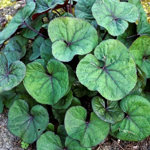 Ligularia dentata 'Desdemona' - image 1