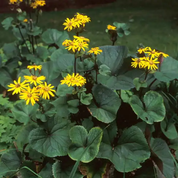Ligularia dentata 'Desdemona' - image 2